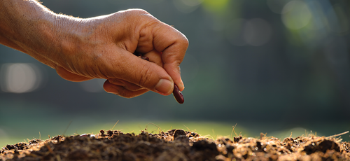 Plant your watermelon seeds
