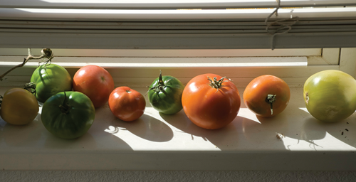Ripen off the vine in a sunny windowsill.