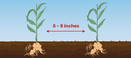Make sure to space the pieces about 6 to 8 inches apart and 2 to 3 inches deep.