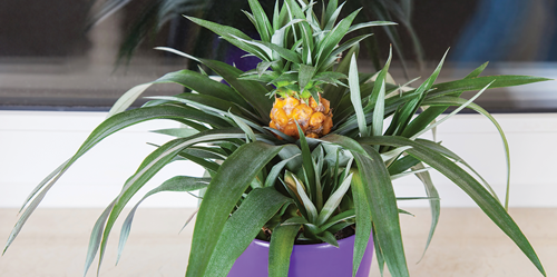 Pineapple plants need lots of room