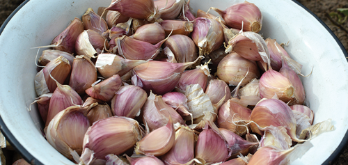 prepare garlic bulbs for planting