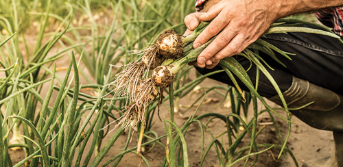 Regrow an Onion
