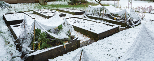Cover the plants with a fabric row cover or tarp in late fall