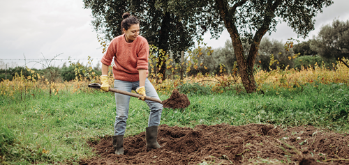 Prepare the soil by turning it