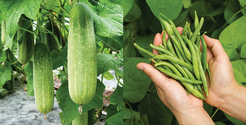 Climbing Vegetables