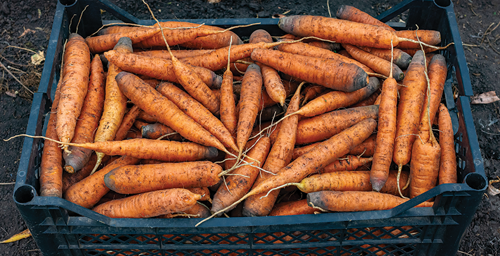 Storing Your Carrots