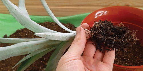 Repot maybe every two years