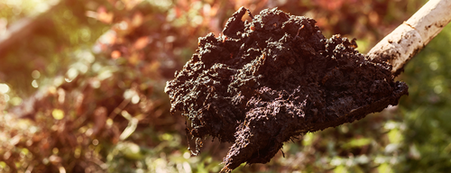 A shovel full of organic compost