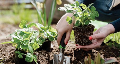 plant strawberries in the late spring or early summer