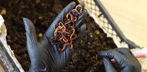 hand with glove holding compost with worms in it