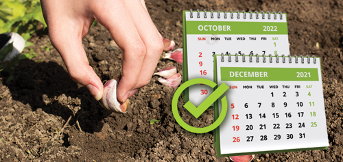 What is the best month to plant garlic?