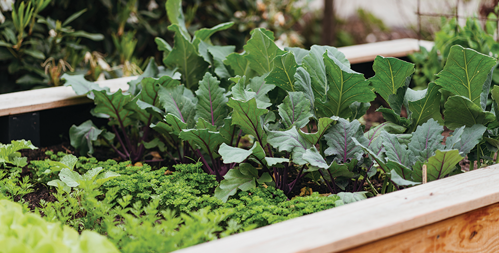 Partial Shade Crops