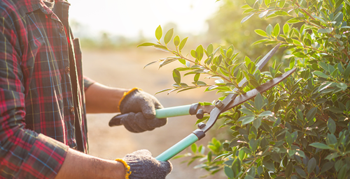 Person cutting a hedge in the garden