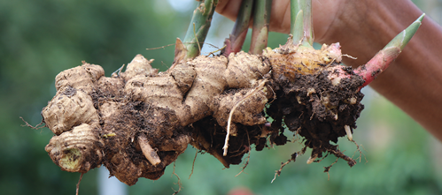 rhizomes are plump