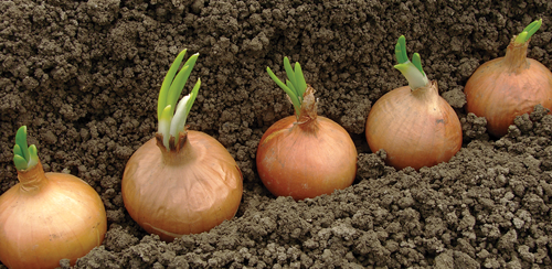Plant a Whole Onion