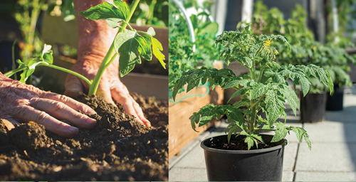 Plant Tomato Plants in Pots