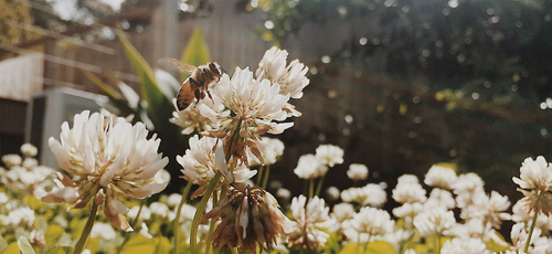 Close up of a bee landing on a white flower in a flower garden