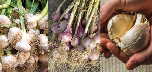 There are many different types of garlic