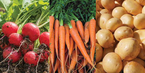 Root Crops