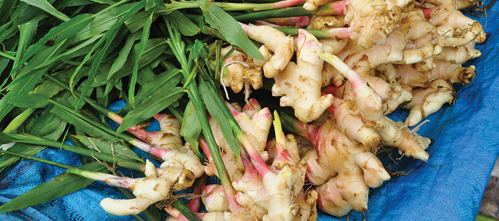 e ginger plant will produce around 3 to 4 pounds of ginger rhizomes