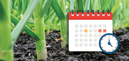 Garlic plants typically take around 6 months to mature
