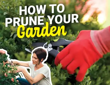 Pruning Cover