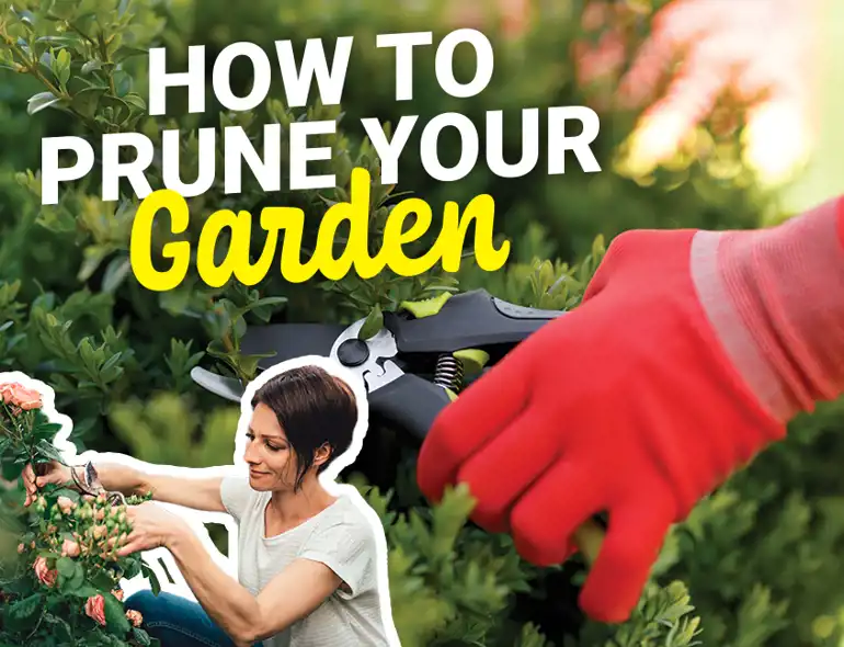 Pruning Cover