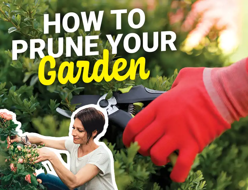 Pruning Cover