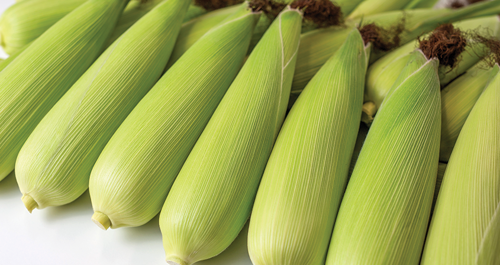 An acre typically yields between 100-300 bushels
