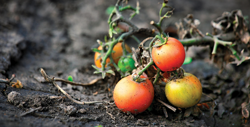 Sour Cherries