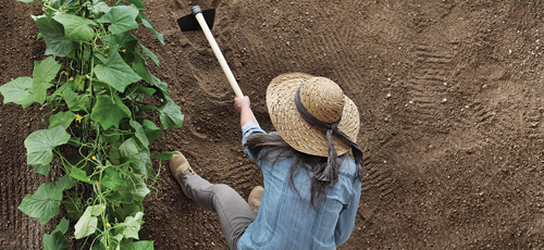 Prepare the soil with compost