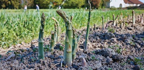Unharvested plants