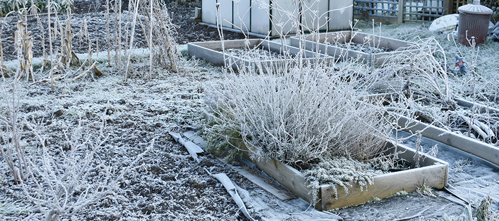 it’s not recommended to leave ginger in the ground over winter
