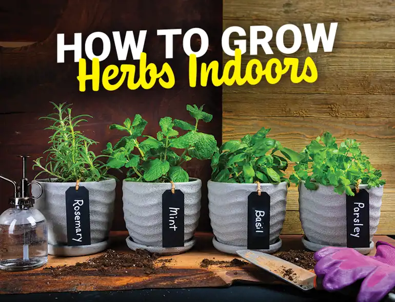 Herbs Cover