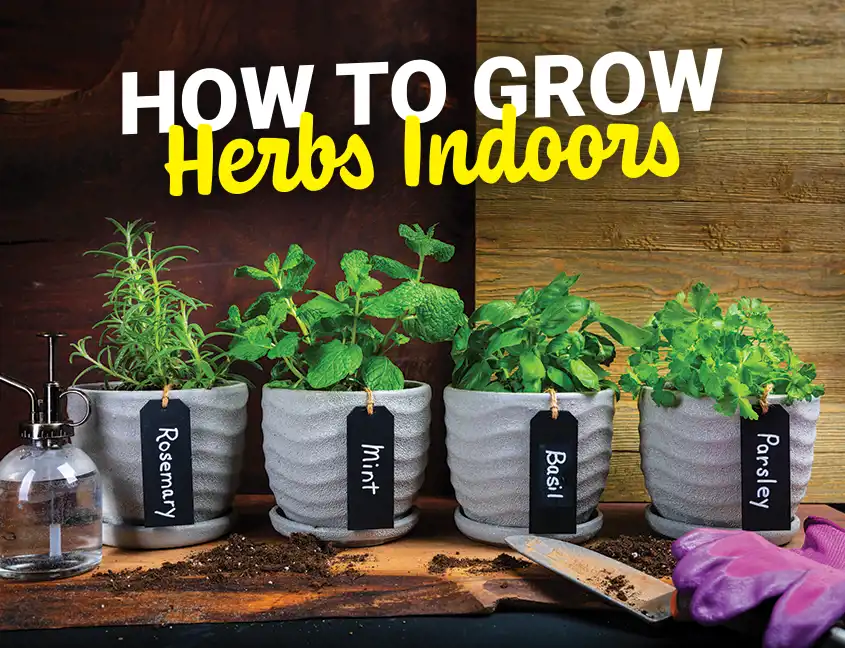 Herbs Cover
