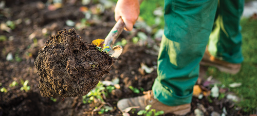 Prepare the soil.