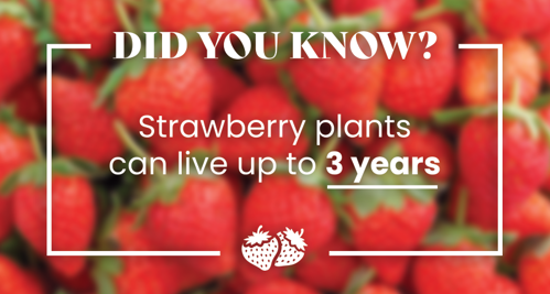Strawberry plants can live up to 3 years