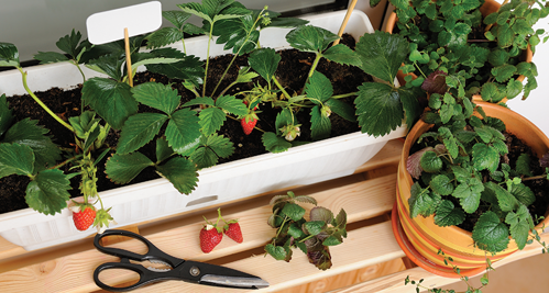 Strawberries do very well in pots