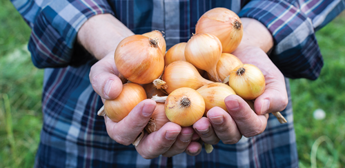 Long-day onions can produce up to 8 or more bulbs