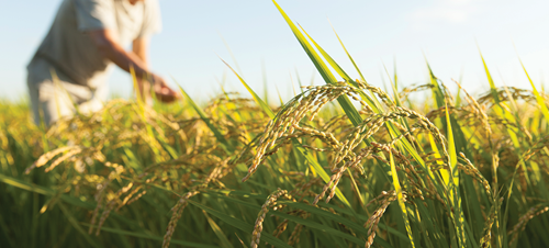 rice does not need to be replanted every year