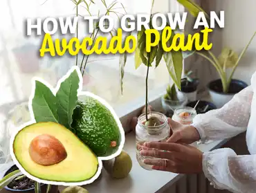 Avocado (2)