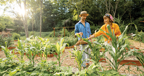 Plant at least 10-12 stalks for a worthwhile crop