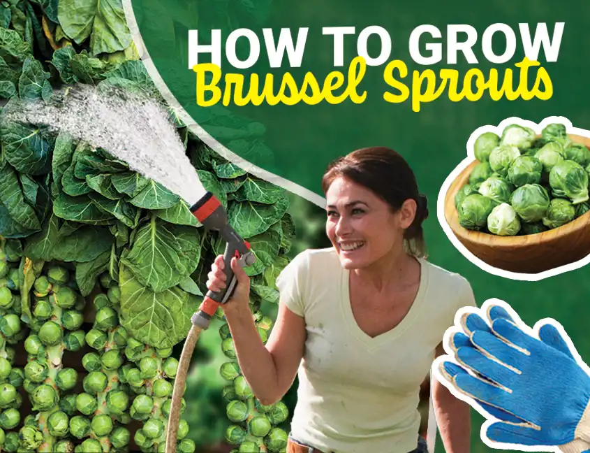 how to grow Brussel sprouts -   Viva Fresh Food
