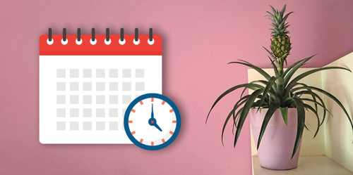 How long does it take to grow a pineapple?