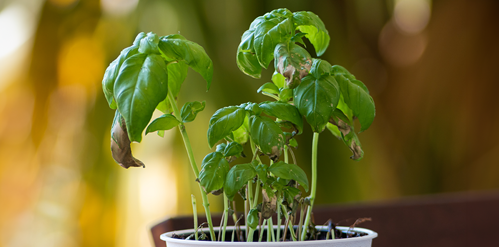 Small pot with wilting basil plant