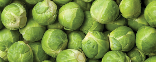 Harvest the sprouts when they are about 2 inches in diameter