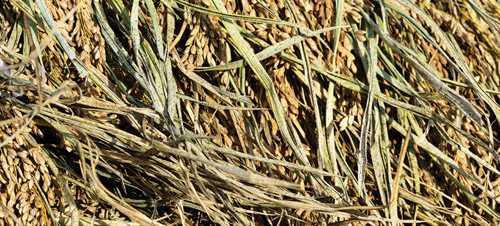 Dry the rice.