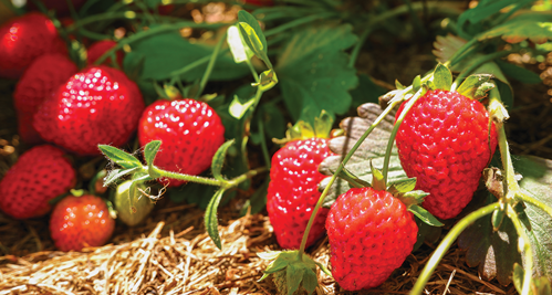 A single plant can produce as many as 100 berries