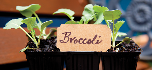 Broccoli can be started indoors
