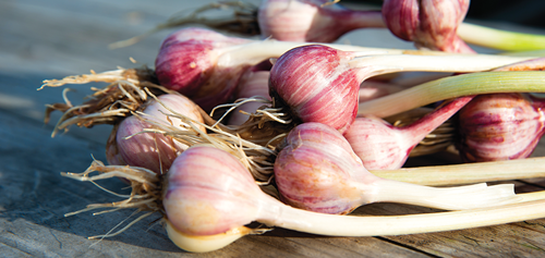 Gently peel away the outer layers of the garlic bulb
